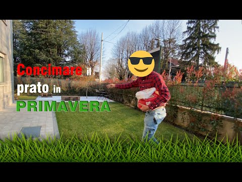 Video: Quale Concime Verde Seminare In Primavera? Piantare Concime Verde In Primavera. Foto