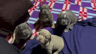 American Bully desarrollo de 1 mes