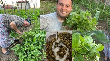 DOGADAN SİFALI BİTKİLER(darimancar) TOPLADIK VE HANGİ OTLAR YENİR #şifalıbitkiler #doğal#köydeyaşam