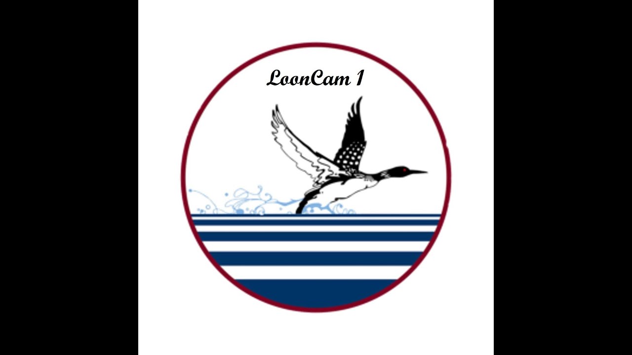 Welcome to the live view of LPC's LoonCam 1 for the 2025 season! Nestled in the heart of central New Hampshire's beautiful lakes region, this 24/7 stream offers a unique glimpse into the world of a nesting loon pair.   The pair laid its first egg on Thursday morning, June 19 at 11:32:02 and a second egg on Sunday morning, June 22 at 00:23:53.  That is 60.8 hours apart.  If all goes well, this gives us a predicted hatch range of July 15-18.  

Round 2 of the Hatch Guessing Contest, sponsored by LPC volunteer and frequent chatter, Bill P is open through Sunset on July 13'th.  Submit your guesses at https://loon.org/hatch-time-contest-lc1/

The male has been using this nest for years and can be identified by its unique band colors—white over orange and silver over blue.  The female is not banded and it is her second year on the nest.  Last year, the pair produced two inviable eggs that crushed during incubation. 

Around hatch time, the chicks typically remain in the nesting area for a very short time, usually no more than 48 hours, before moving on.  Mark your calendars.  The hatch period goes quickly. 

**Enhance Your Viewing Experience:**
• High-Definition: Enjoy the stream in 1080p HD (adjust your resolution as needed).
• Rewind: Catch anything you missed with YouTube's 12-hour rewind feature.
• Live Chat: Join fellow loon enthusiasts in the chat room for real-time discussions and timestamped updates on interesting activity. Subscribe to the channel to post in the chat room and receive notifications for video highlights.

**LPC's Mission**
The Loon Preservation Committee (LPC) is dedicated to restoring and maintaining New Hampshire's loon populations. We monitor the health and productivity of over 100 nests across the state, including the one you're watching, and work to foster a greater appreciation for these iconic birds and their habitat.

**You can directly support our mission by:
• Becoming a Member:  Join our community of loon lovers!   https://loon.org/memberships/
• Making a Donation: Every contribution helps us continue our vital conservation work. You can donate through our website at https://loon.org/donations/

**Chat Room Etiquette:**
We encourage lively discussion in the chat, but please help us maintain a respectful and family-friendly environment. Keep your comments informative, on-topic and non-political. Sharing timestamps of interesting events is greatly appreciated!  When posting a time stamp, include the time and a description of the event, such as 6:40 AM Female Loon on Nest.  On rare occasions, LPC moderators may remove posts or block subscribers without warning.

**Missed Something Special?**
LPC maintains a video archive of recent activity. If you missed a significant event, we may be able to create a clip for the 2025 playlist. Check out our extensive collection of over 100 video clips on LPC's YouTube channel. The 2025 playlist can be found at https://www.youtube.com/playlist?list=PLZsmKjZcNXbbC2t1prFkpBxd5YfrQVes- .

**Technical Issues?**
For technical difficulties with the stream or other questions, please contact us at looncam@loon.org

Thank you for joining us on this journey into the world of New Hampshire loons! We appreciate your patience during this early part of the season and look forward to sharing all the exciting moments in the 2025 loon nesting season.

NOTE: You can see frequent nest news updates at https://loon.org/looncam

The loon pair being watched on LoonCam 2 had two inviable eggs.  On July 1, the female was captured, banded and had a hook removed.  Both eggs were collected.