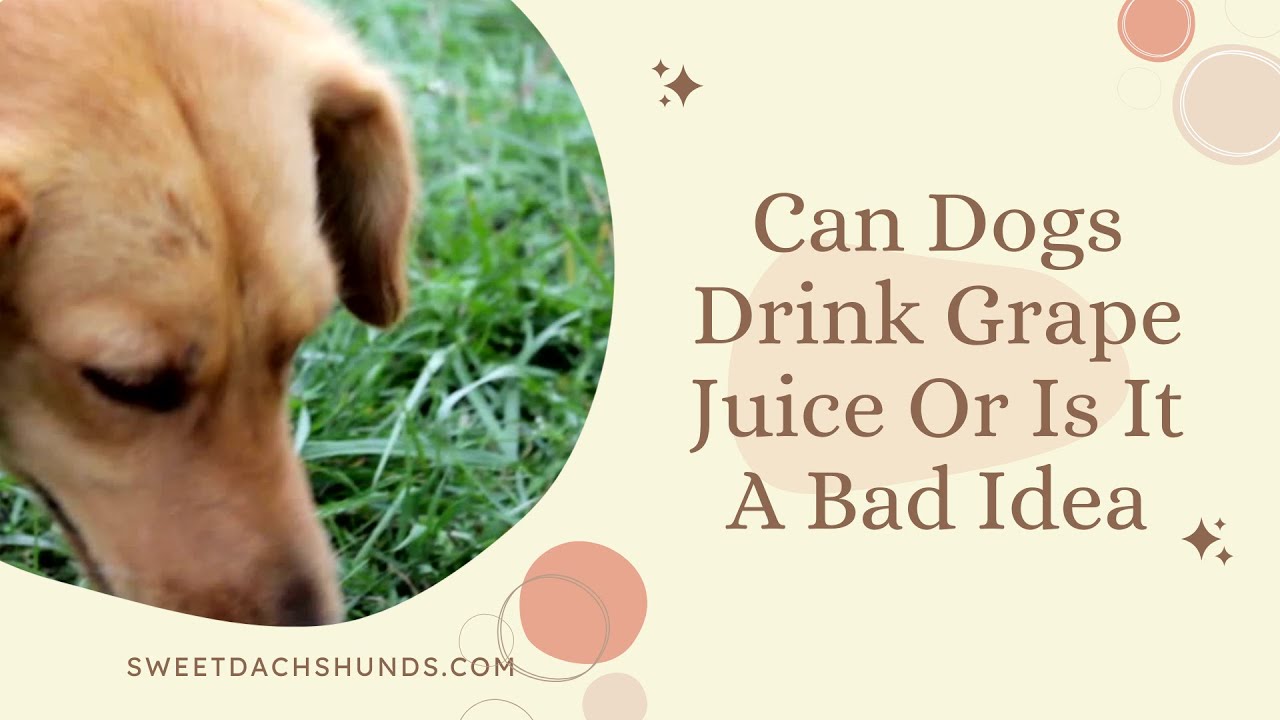 How Much Grape Juice Is Toxic To Dog?