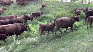 1 million pounds stocking density with our cow mob, mowing pond dam!