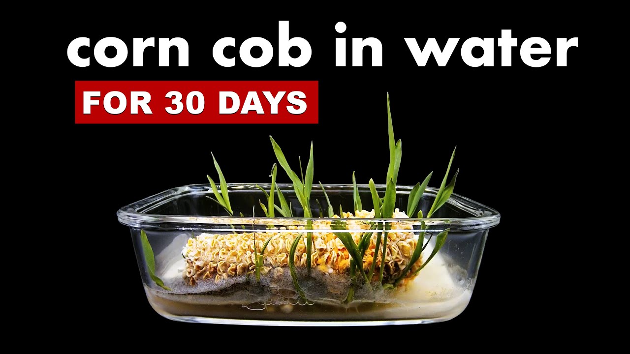 What Happens If You Leave CORN COB In Water? (experiment) YouTube