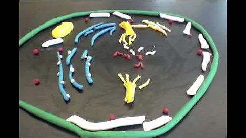 Mitosis Final   Suzanne,Mackenzi...