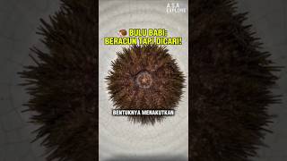 🦔 Rahasia di Balik Bulu Babi — Beracun Tapi Dicari!”#BuluBabi#SeaUrchin#Uni#SeafoodLuxury#FoodShorts