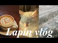 Lapin Vlog : 부산에 내린 눈, 집 밥과 모닝루틴, 퍼퍼커피, 인생라떼 기념일