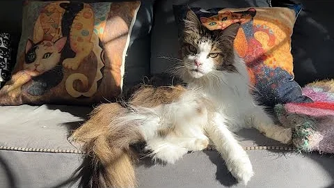 Video 11439701: mainecoon cat tabby, brown tabby cat, tabby cat white, female mainecoon cat, cat sun bathing, cat old