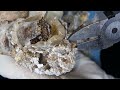 Extra Long Toenails Are Curled Into Horns And Trimmed Cleanly 角栓除去 鼻の黒ずみ ピンセット16042024 ss105343