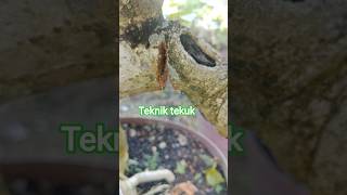 technique for bending large tree trunks #caraperawatanbonsai #bonsaitree #bonsai #tutorial