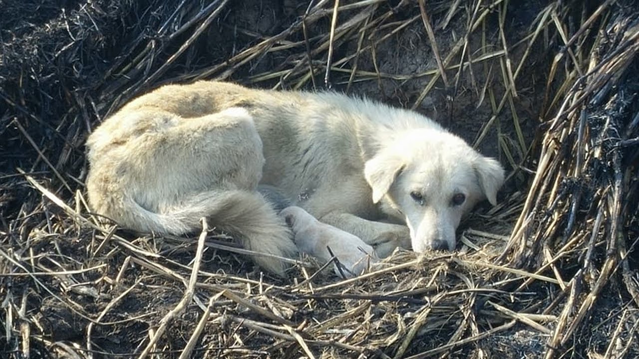 The stray mother dog unfortunately gave birth on the field burned the ...