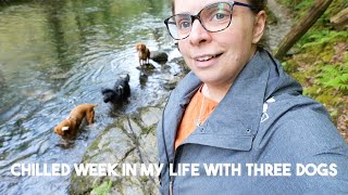 Chilled Week in My Life with Three Dogs - Walks, Beaches and Beginners Agility
