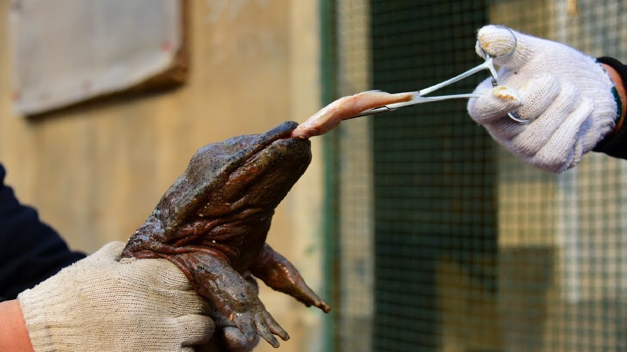 Giant Chinese salamander is at least five distinct species, all heading toward extinction