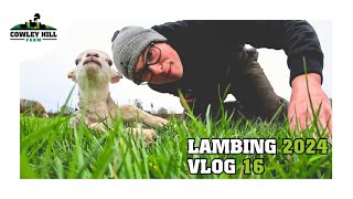 BROKEN LEG?! WHAT CAN WE DO TO SAVE DAY OLD LAMB | LAMBING 2024 VLOG 16