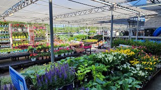 Walmart May 2024 plant  inventory. New annuals, perennials and lots of hanging baskets! #gardening