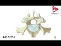 Anatomy of the Cervical Vertebrae C3 to C7 dog