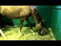 (7) Лошади в конюшне на ЭКВИРОС 2012 (720р HD!)