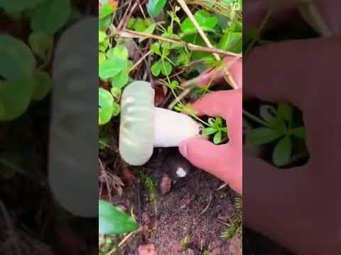 Panen jamur di hutan secara mudah tanpa alat #shorts