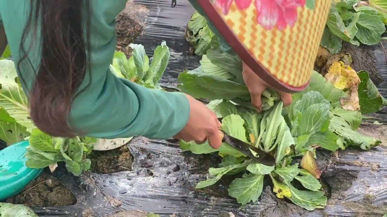 “The two of us went to cut cabbage shoots in the pleasant, gentle weather.”|Sùng Thị Dinh |