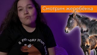 КОННЫЙ ВЛОГ: как мы ездили смотреть жеребёнка.