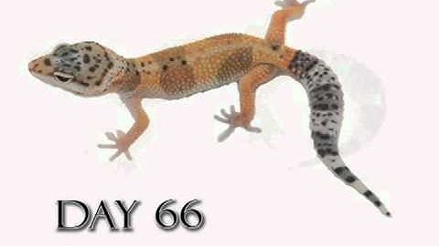Leopard Gecko Growth Video (Time Lapse) Morph Hypo Tangerine