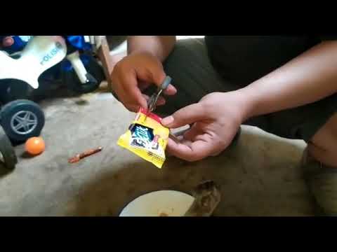 Umpan Harian Ikan Mas Murah Bikin Tetangga Sebelah Kepanasan dan
