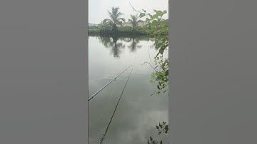 Câu cá thư giãn🎣🎣🎣 #caucathugian #cauca #fishing