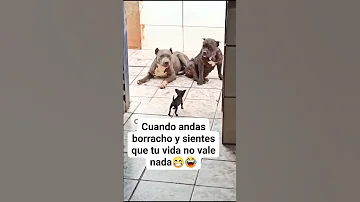 ¿Qué perro es el más valiente?