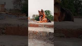 #love #pets #germanshepherd #dogs #funny #comedy #shortvideo #blackgermanshepherds