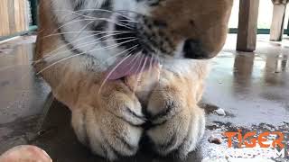 Ice Pops for our Hot Tigers!