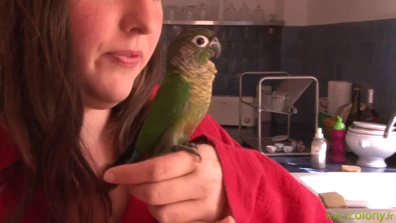 La conure couronnée 