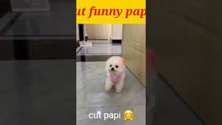 Funny Animals Papi Tag Fel Shorts