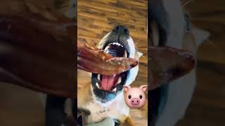 Staffordshire Bull Terrier Is Food Desperate