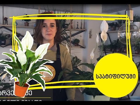 სპატიფიუმი-როგორ მოვუაროთ სპატიფიუმს