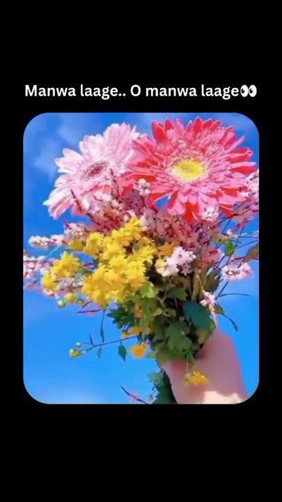 Close your eyes and listen to this song😌✨🌻| Manwa Laage | #love #lyrics #song #music #viral #shorts