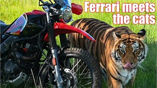 Adventures of Ferrari: Hero XPulse meets the big cats