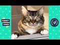 Funniest ANIMALS FAILS Compilation 2018 - Funny Animal Videos | Funny Vines