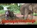 กว่าแม่จะได้เจอลูก ผ่านเหตุการณ์ อะไรมาบ้าง? ลำบากมาก elephant thailand