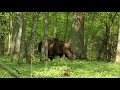 Wild European Bison or Wisent- Bialowieza Forest Poland