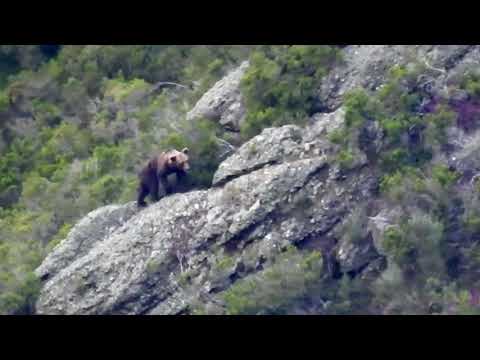 Observación de oso cantábrico macho en libertad