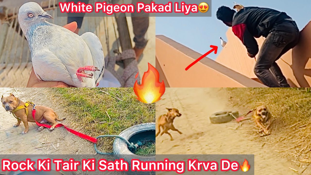 Rock Ki Tair Ki Sath Running Karva De🔥|| White Pigeon Ghar Ki Chat Par Aagya🕊️Pakad Liya😍