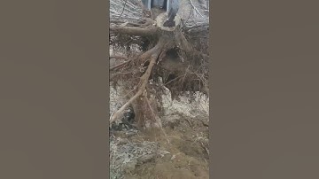 Giant Tree Stump Uprooted by Excavator 🚜🌳🔥| Viral Video | Ep 43