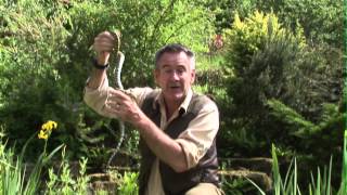 Nigel Marven with a Mandarine Rat Snake - subscribe to the official Nigel Marven Youtube channel