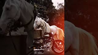 sanjaydutt #sanjaydutt #sanjubaba #viral #criminal #mafiya #bullet350 #horse #whitehorse #1milliom