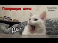 Говорящие коты! Лучшая подборка №4  (внимание! 18+)