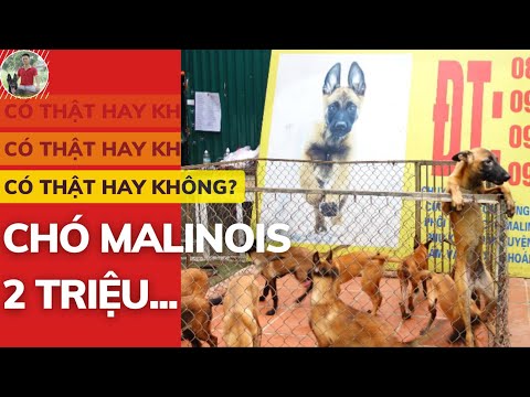 Video Thực Hư Câu Chuyện Chó Becgie Bỉ Giá 2 Triệu - Chó... - youtube