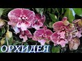 №451/ ОГРОМНОЕ количество СОРТОВЫХ орхидей в маг  ОРХИДЕЯ