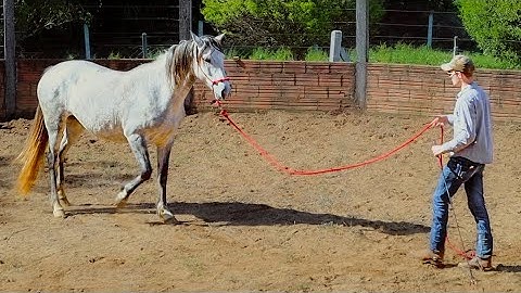 How To Teach A Horse To Back Up On The Ground Easily! (In 4 Minutes)