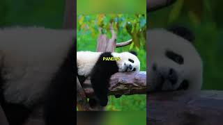 Panda Facts That Will Brighten Your Day! 🐼✨ #Shorts