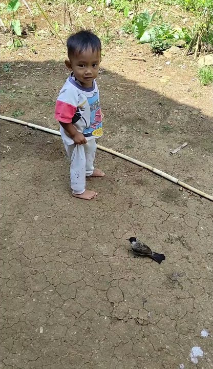 Anak Balita Nangkap Burung Kutilang Lucu #Shorts