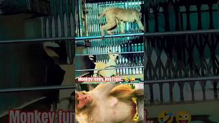 🤣🐒 MONKEY FUNNY DOG FIGHT video indian.. #funny #ramesh #funnymonkey #funnyanimal #shorts #ytshorts
